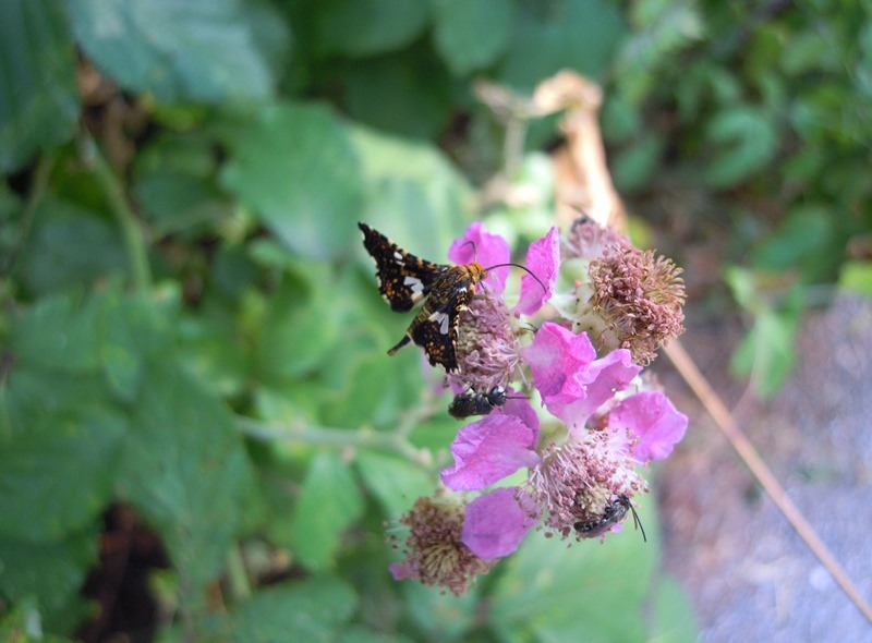 Thyris fenestrella - Thyrididae...........dal Trentino